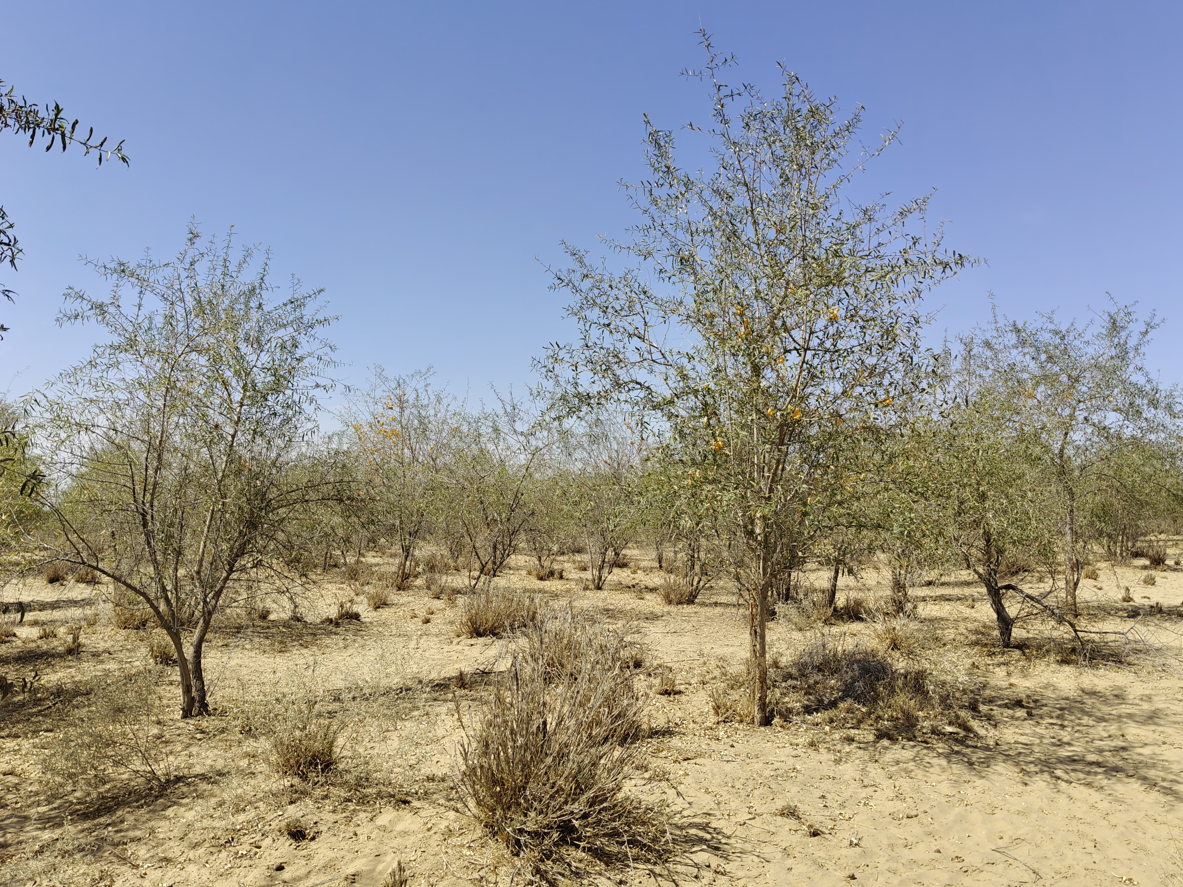 Compensatory Afforestation